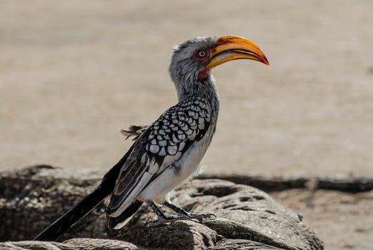 Southern yellow billed hornbill photo