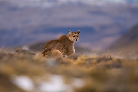 Puma walking in mountain environment, Torres del Paine National Park, Patagonia, Chile. photo