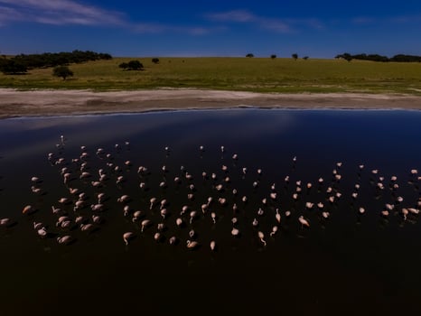 Flamingos flock in Patagonia, Aerial view,Argentina photo