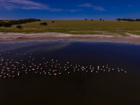 Flamingos flock in Patagonia, Aerial view,Argentina photo