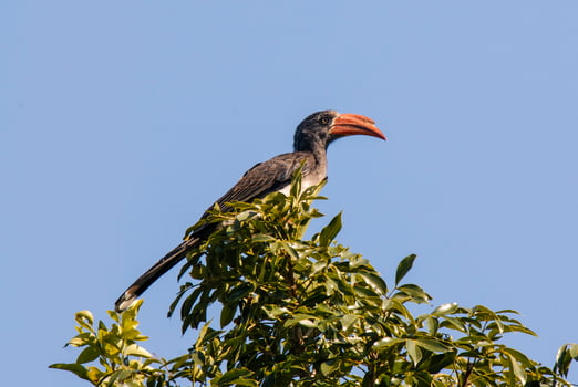 Southern yellow billed hornbill photo