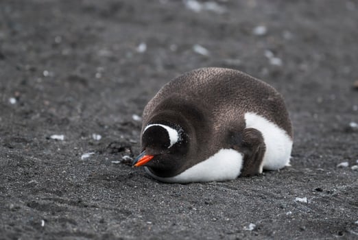 Gentoo Penguin,Hannah Point, Antartica photo
