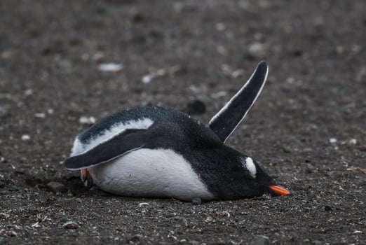 Gentoo Penguin,Hannah Point, Antartica photo