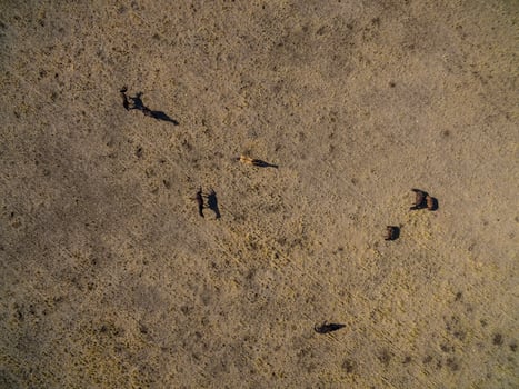 Troop of horses, on the plain, in La Pampa, Argentina photo