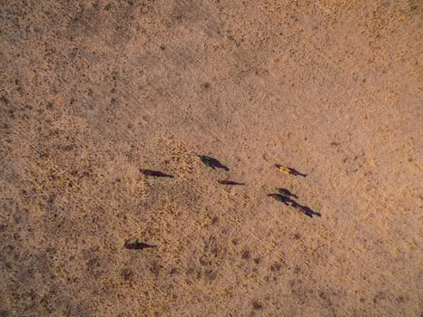 Herd of horse in La Pampa, Argentina, Aerial view photo