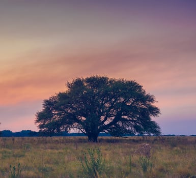 Pampas Landscape,lonely tree,La Pampa, Argentina photo