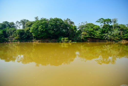 Pantanal forest ecosystem, Mato Grosso, Brazil photo