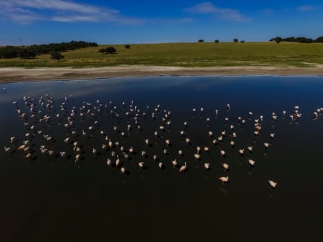 Flamingos in La Pampa, Argentina photo