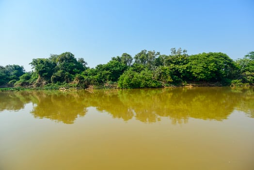 Pantanal forest ecosystem, Mato Grosso, Brazil photo