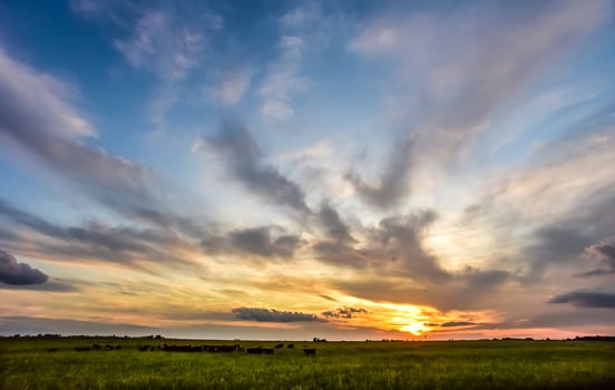 Cows at sunset in La Pampa, Argentina photo