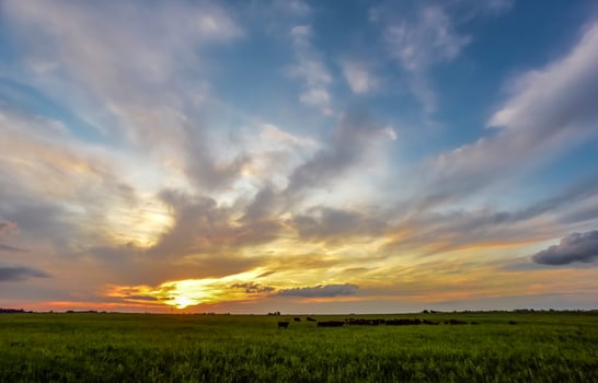 Cows at sunset in La Pampa, Argentina photo
