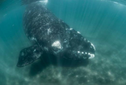 Whale jumping in Peninsula Valdes,, Patagonia, Argentina photo