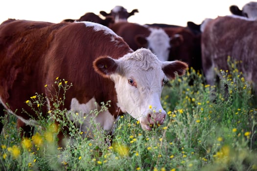 Cattle in the Pampas Countryside, Argentine meat production, La Pampa, Argentina. photo