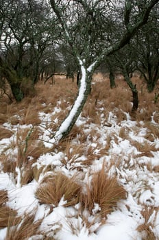 Snowy landscape in rural environment in La Pampa, Patagonia,  Argentina. photo