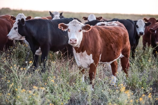 Steers and heifers raised with natural grass, Argentine meat production photo