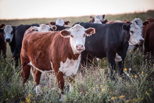 Steers and heifers raised with natural grass, Argentine meat production photo