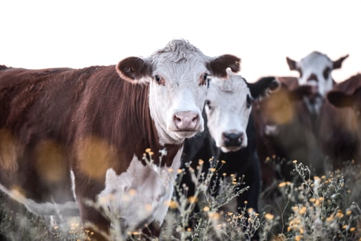 Steers and heifers raised with natural grass, Argentine meat production photo