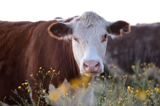Steers and heifers raised with natural grass, Argentine meat production photo