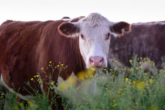 Steers and heifers raised with natural grass, Argentine meat production photo