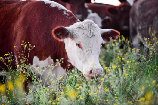 Steers and heifers raised with natural grass, Argentine meat production photo