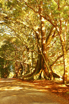 Norfolk Island Scenery, Australia photo