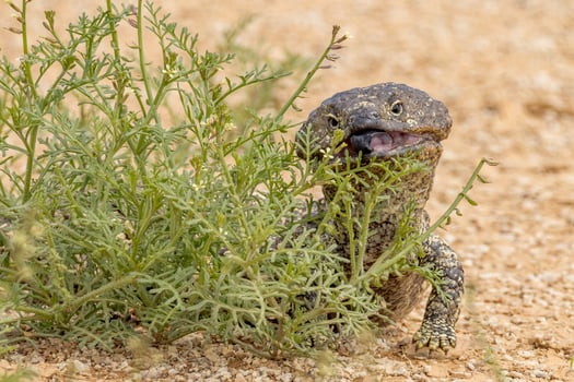 Shingle-backed or Blue-tongued Skink photo