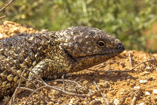 Shingle-backed or Blue-tongued Skink photo