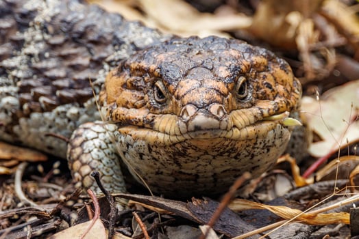 Shingle-backed or Blue-tongued Skink photo