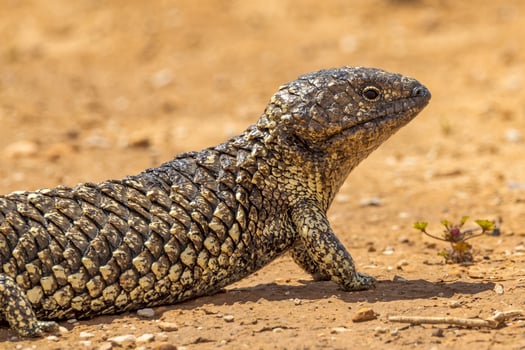Shingle-backed or Blue-tongued Skink photo