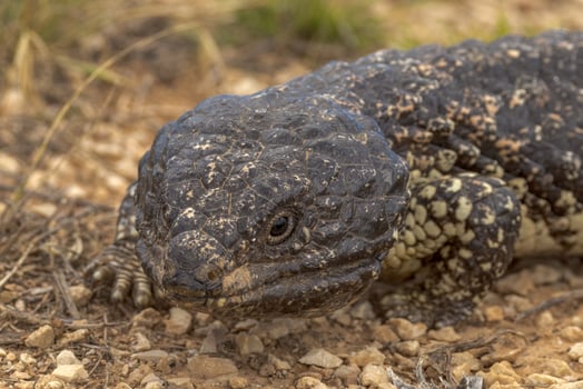 Shingle-backed or Blue-tongued Skink photo