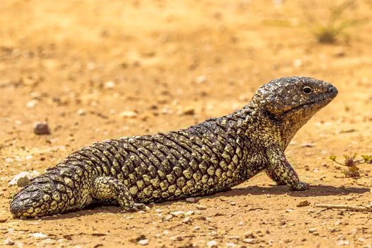 Shingle-backed or Blue-tongued Skink photo