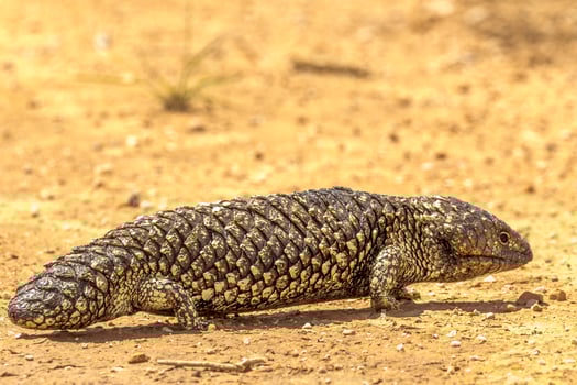 Shingle-backed or Blue-tongued Skink photo