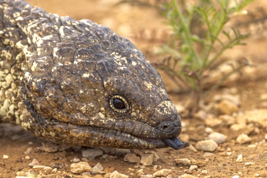 Shingle-backed or Blue-tongued Skink photo