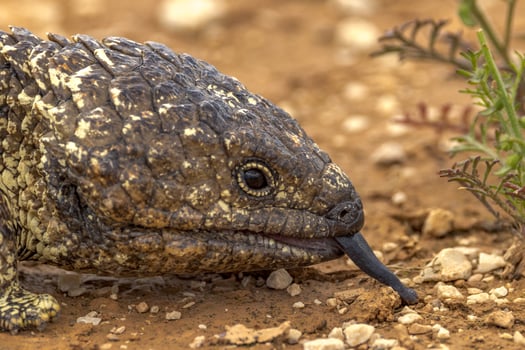 Shingle-backed or Blue-tongued Skink photo