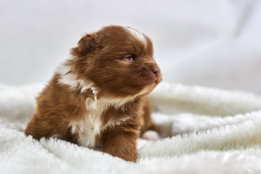 Little Chihuahua puppy sitting on soft white fabric, cute sleepy brown white dog breed on white photo