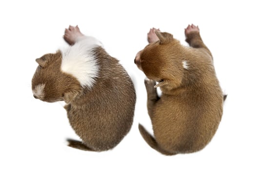 Two Chihuahua puppies on white isolated background photo