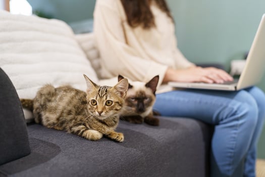 woman working from home with cat. cat asleep on the laptop keyboard. assistant cat working at Laptop photo