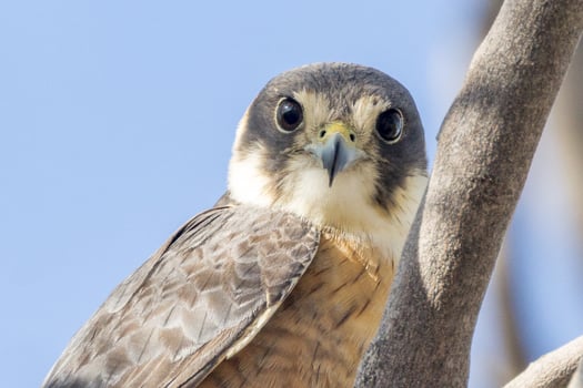 Australian Hobby in Australia photo