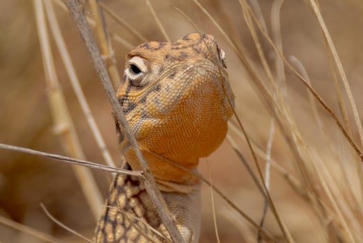 Central Netted Dragon in Australia photo