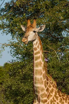 Giraffa, Kruger National Park photo