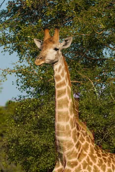 Giraffa, Kruger National Park photo