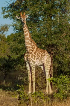 Giraffa, Kruger National Park photo