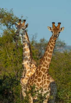 Giraffa, Kruger National Park photo