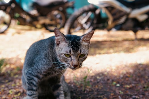 portrait of a young tabby cat with a blur or bokeh background photo