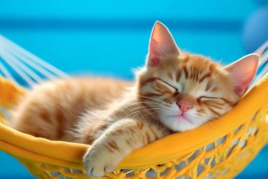 Cute ginger kitten sleeping in a hammock. International cat day. photo