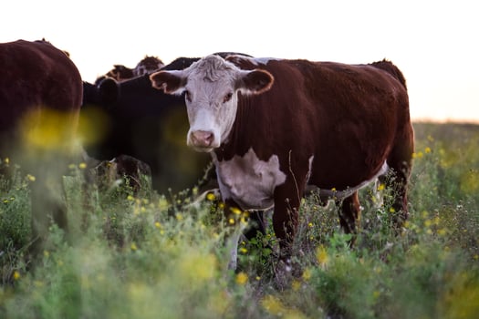 Cows grazing in the field, in the Pampas plain, Argentina photo
