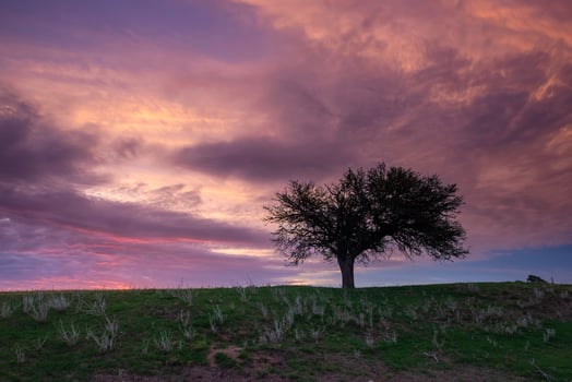 Sunset Calden tree landscape, La Pampa province, Patagonia, Argentina. photo
