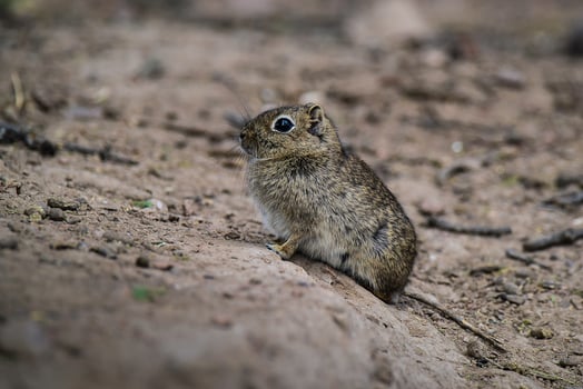 Desert Cavi, Lihue Calel National Park, La Pampa Province, Patagonia , Argentina photo