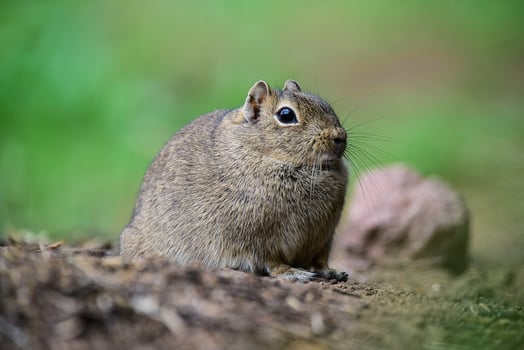 Desert Cavi, Lihue Calel National Park, La Pampa Province, Patagonia , Argentina photo