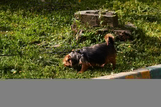 Photograph of dog walking on leash. Pedigree dog. photo